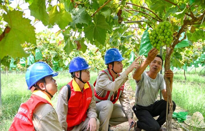 國網(wǎng)閩清縣供電：農戶采收忙 電力保供應